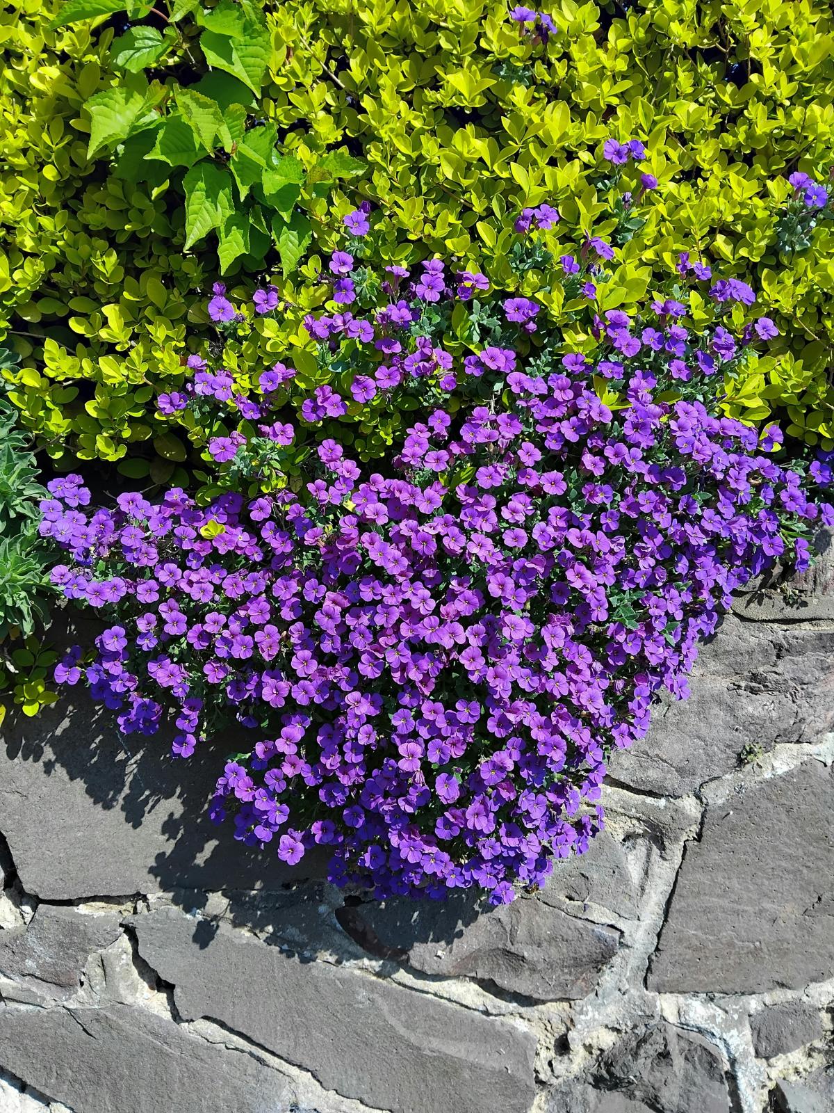 Aké kvety zasadiť na cintoríne / foto pexels.com